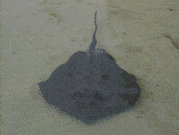 stingray.gif