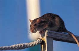 rat-rail