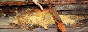 rotten wood